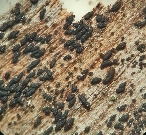 Gloniopsis observed 2023-05-23