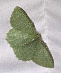 Eucyclodes metaspila