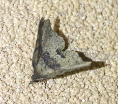 Aroana hemicyclophora