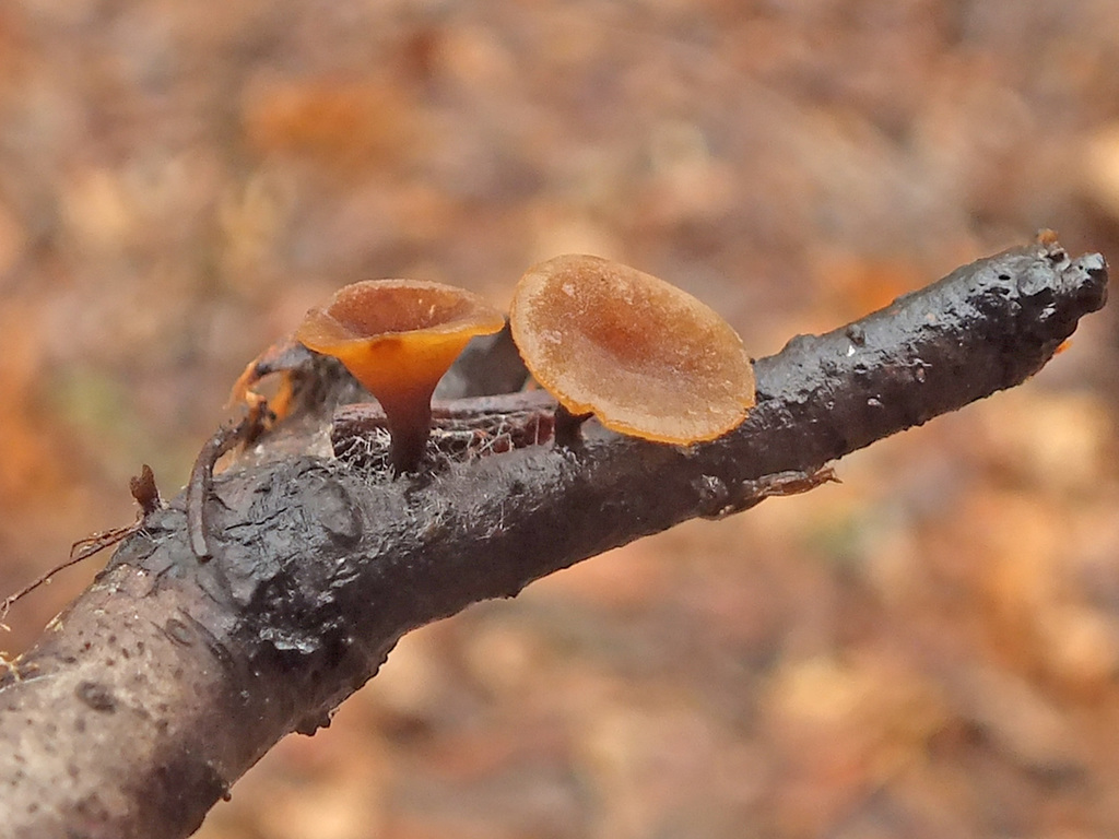 Rutstroemia bolaris