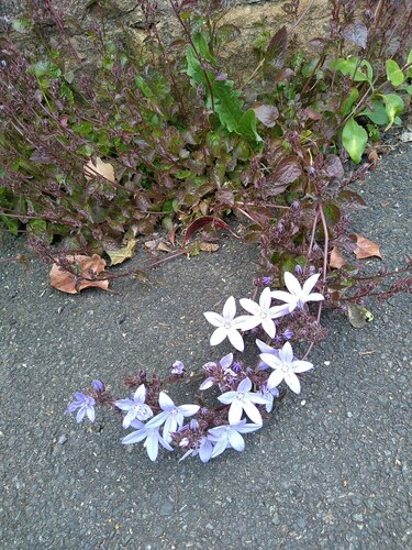 Campanula poscharskyana
