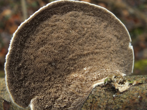 Trametes suaveolens image