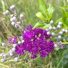 Vernonia capensis