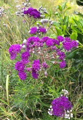 Vernonia capensis