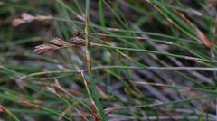 Thamnochortus levynsiae