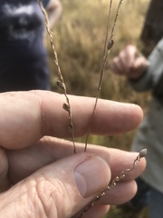 Paspalum bifidum
