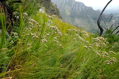 Pseudoselago peninsulae