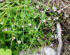 Lobelia eckloniana