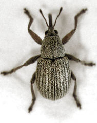 Exapion ulicis