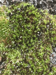 Dicranum condensatum