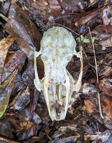 Swamp Rabbit photographed in Alabama