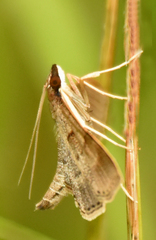 Omiodes localis