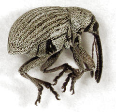 Exapion ulicis