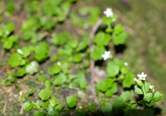 Wimmerella pygmaea
