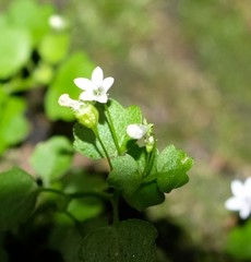 Wimmerella pygmaea