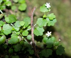 Wimmerella pygmaea