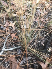 Aristida stricta