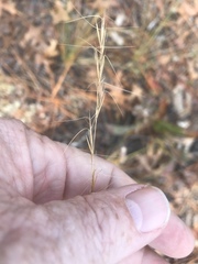 Aristida stricta