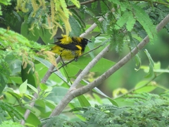 Icterus prosthemelas