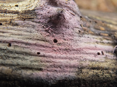 Tulasnella violea image