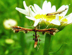 Geina tenuidactylus