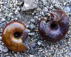 Glyptostoma gabrielense
