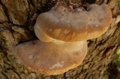 Phellinus pomaceoides