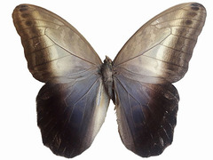 Caligo telamonius