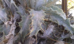 Berkheya francisci