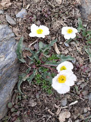 Ranunculus acetosellifolius