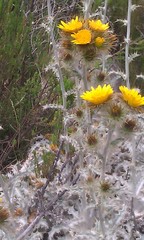 Berkheya francisci