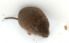 Microtus oregoni