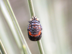 Harmonia axyridis