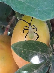 Holhymenia histrio
