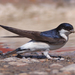 Common House Martin - Photo (c) Mark Kilner, some rights reserved (CC BY-NC-SA)