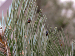 Harmonia axyridis