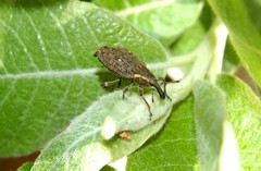 Lepyrus oregonus