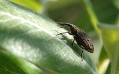 Lepyrus oregonus