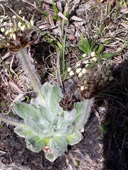 Plantago nivalis