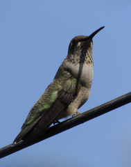 Archilochus alexandri