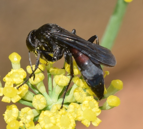 Representative image of Entomobora fuscipennis