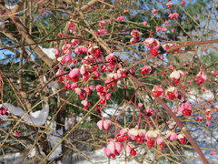 Euonymus hamiltonianus