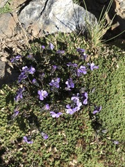Viola crassiuscula