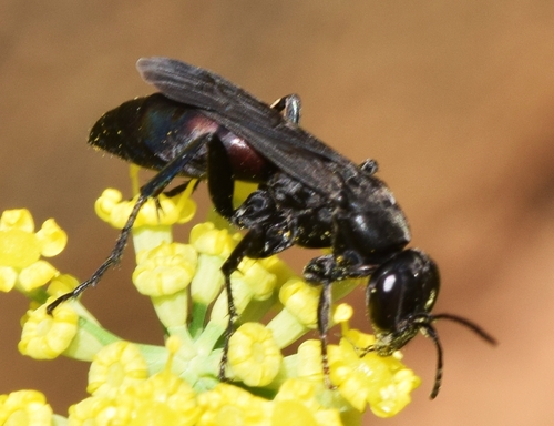 Representative image of Entomobora