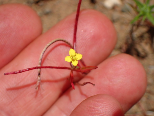 Image of Camissonia contorta by (c) George Williams, some rights reserved (CC BY)