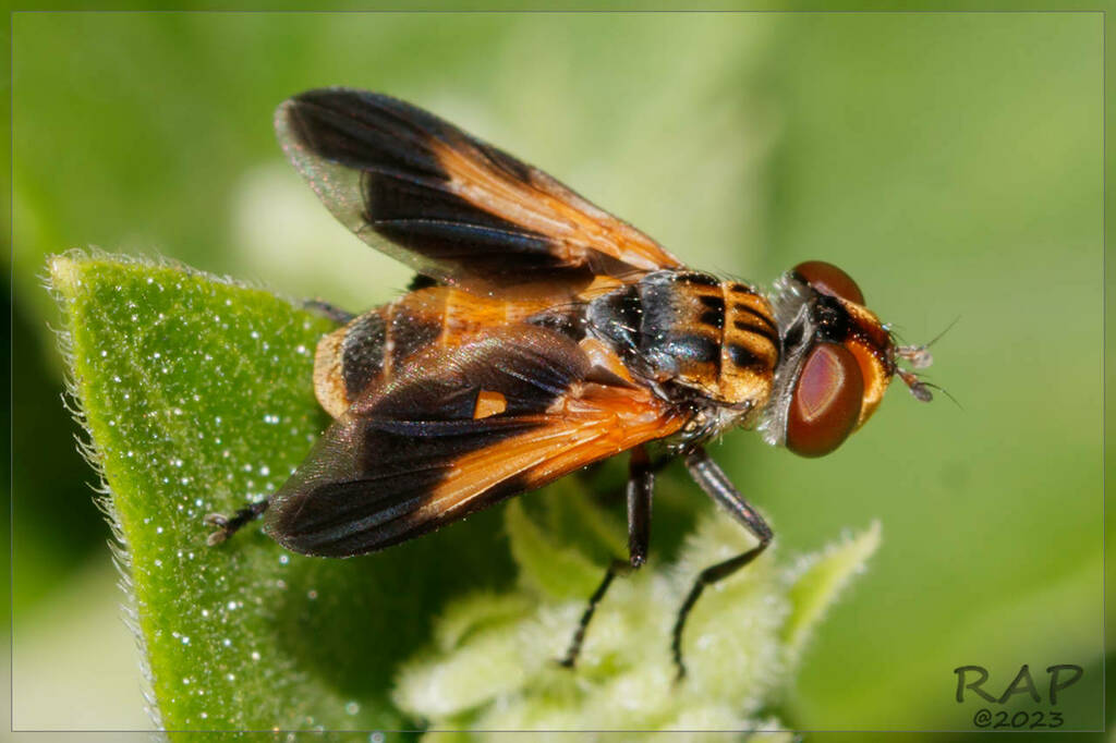 Trichopoda gradata