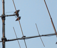Sturnus vulgaris