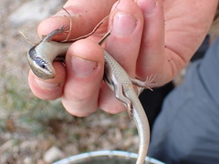 Colosi's Cylindrical Skink photo 1