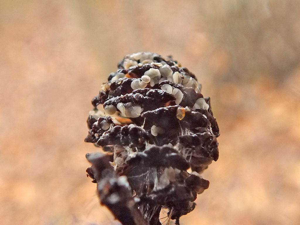 Mollisia amenticola