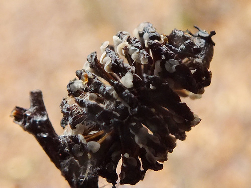 Mollisia amenticola image